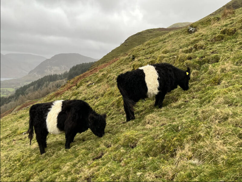 Belted Galloway cows on the hills around Loweswater