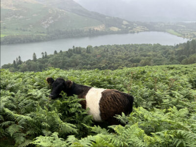 Belted Galloway cows over Loweswater