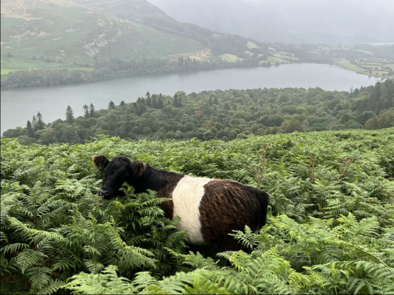 Belted Galloway cows over Loweswater