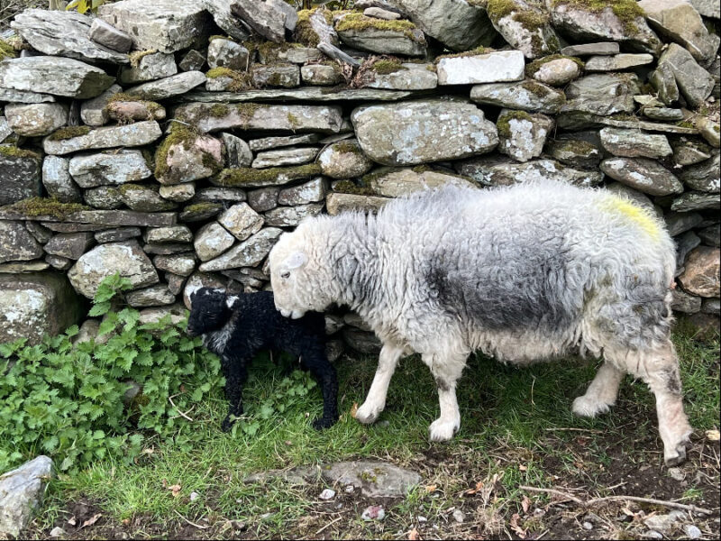Herdwick Sheep at Cumbria Farmers