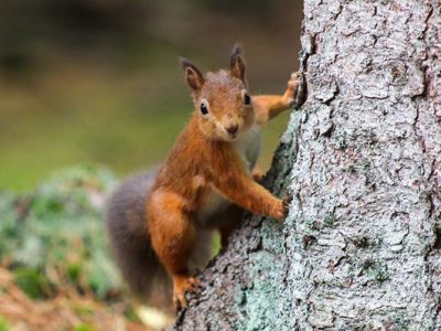 Red squirrel at the bottom of a tree